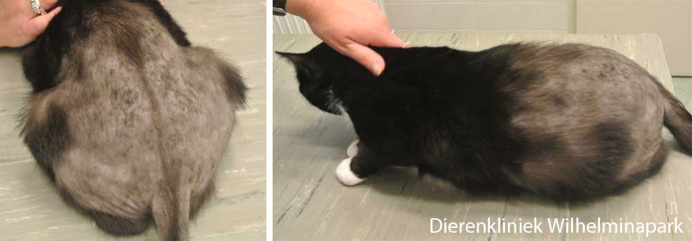 Een kat met een kale achterkant tgv stress. Foto Dierenkliniek Wilhelminapark utrecht